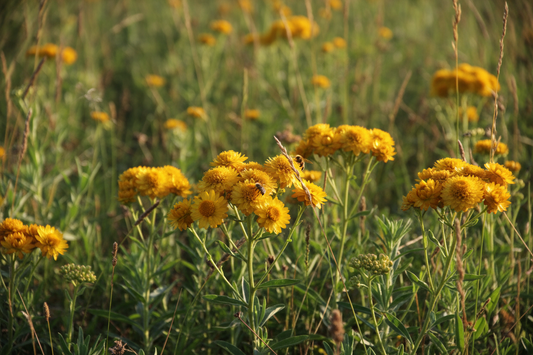 Yellow wildflowers blooming in a grassy field, with a small bee visible on one flower head.
